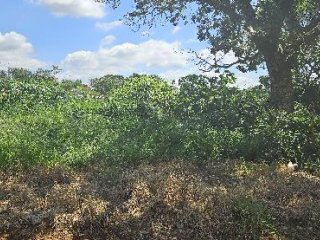 Imagem do imóvel TE06250